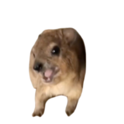 Screaming Hyrax