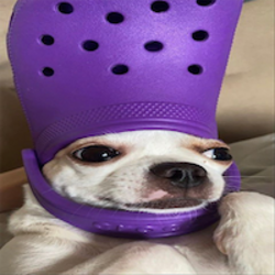 Crocdog