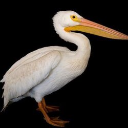 Pelican