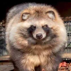 Raccoon Dog